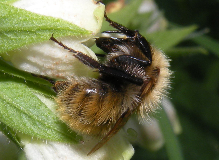 Probabile Bombus pascuorum